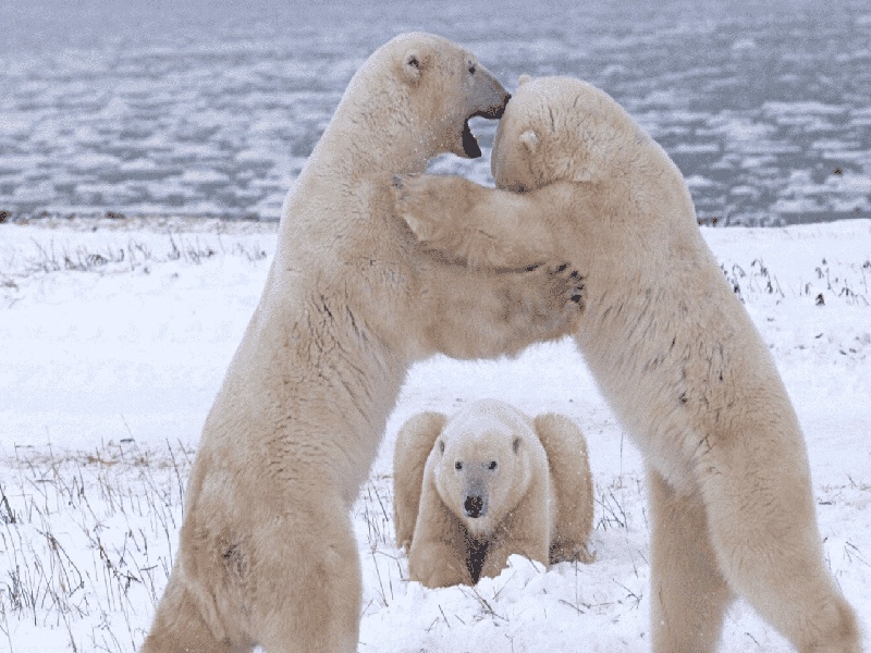试管日志知乎，私立机构试管骗局